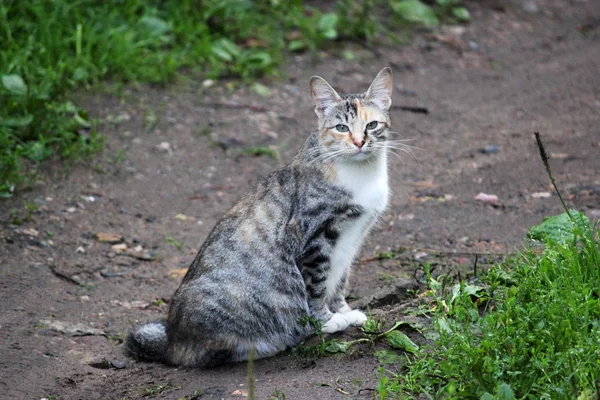 Lindo gatito, joven gato mirando hacia adelante — Foto de Stock
