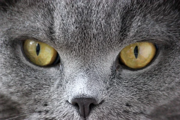 İskoç kıvrım gri sevimli kedi portresi 