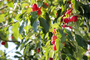 Crabapple ağacının bir şube üzerinde kırmızı olgun elma 