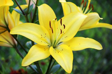 Buket Lilys arka plan.