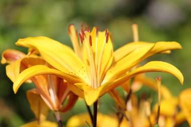 Buket Lilys arka plan.