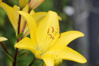 Buket Lilys arka plan.