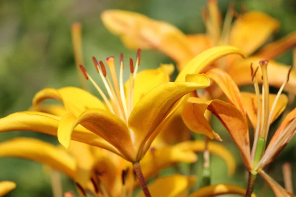 Bouquet Lilys background. — Stock Photo, Image