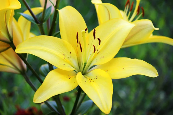 Buket Lilys arka plan.