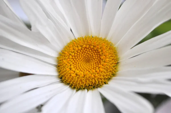 En stor eller skönhet vit kamomill blomma — Stockfoto