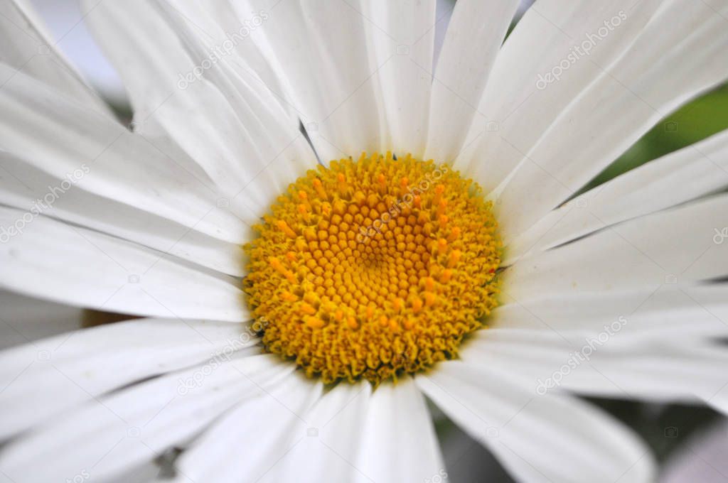 A big or beauty white chamomile flower