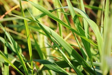 yeşil çim çayır.