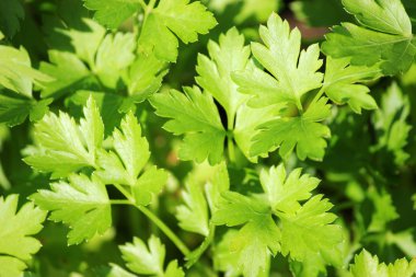 bahçede yetişen baharatlı maydanoz.