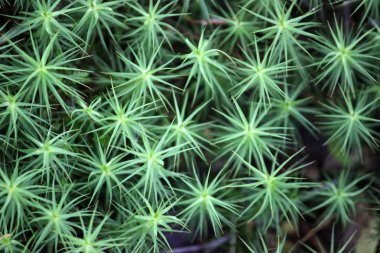 Yeşil yosun üst görünümü.