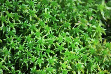 Yeşil yosun üst görünümü.