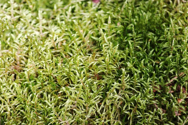 Top uitzicht van Green Moss. — Stockfoto