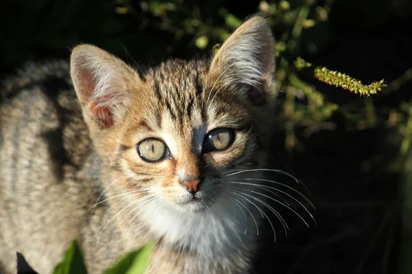 Gatinho bonito, jovem gato olhando para a frente — Fotografia de Stock