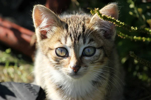 Lindo gatito, joven gato mirando hacia adelante — Foto de Stock