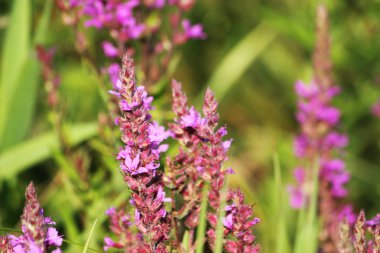 pembe yabani çiçek açan çiçekler