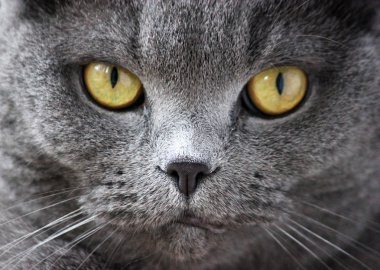 İskoç kıvrım gri sevimli kedi portresi 