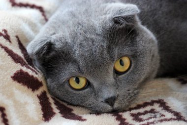 İskoç kıvrım gri sevimli kedi portresi 