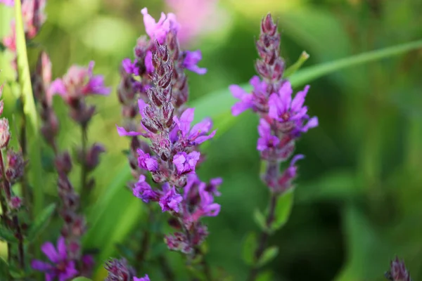 pembe yabani çiçek açan çiçekler