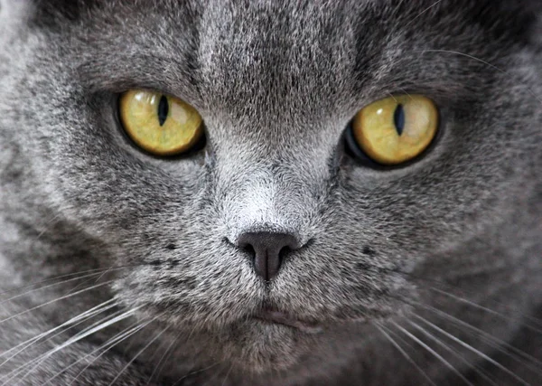 Retrato de un escocés pliegue gris lindo gato — Foto de Stock