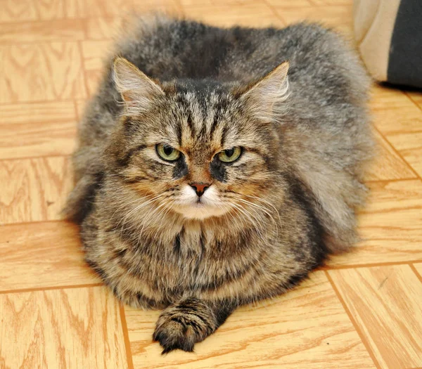 Retrato de um gato bonito cinza — Fotografia de Stock