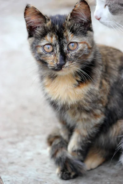 Aranyos cica, fiatal macska látszó előre — Stock Fotó