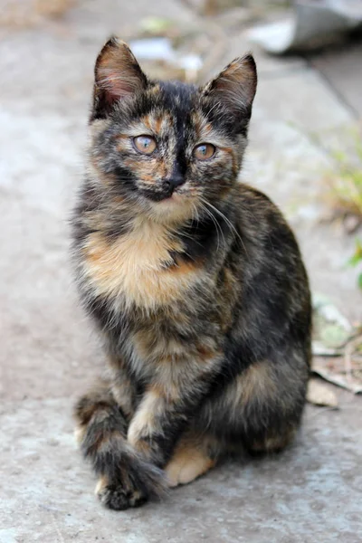 Aranyos cica, fiatal macska látszó előre Stock Kép