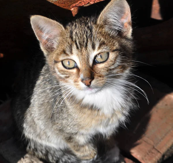 Lindo gatito, joven gato mirando hacia adelante — Foto de Stock