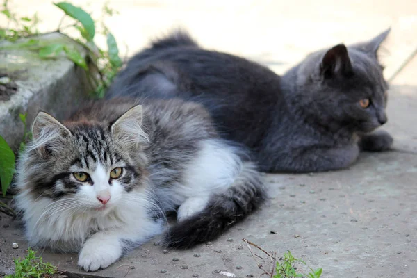 Two cute kittens, young cats looking forwards — Stock Photo, Image