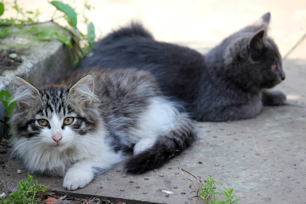 Dos gatitos lindos, gatos jóvenes mirando hacia adelante — Foto de Stock