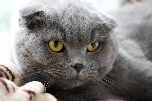 Retrato de um escocês dobra cinza bonito gato — Fotografia de Stock