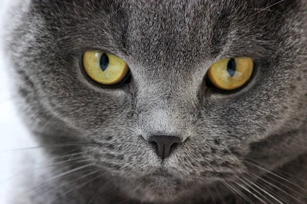 İskoç kıvrım gri sevimli kedi portresi Stok Fotoğraf