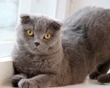 İskoç kıvrım gri sevimli kedi portresi 