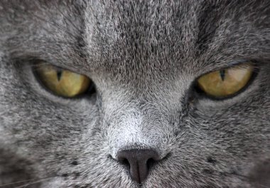 İskoç kıvrım gri sevimli kedi portresi 