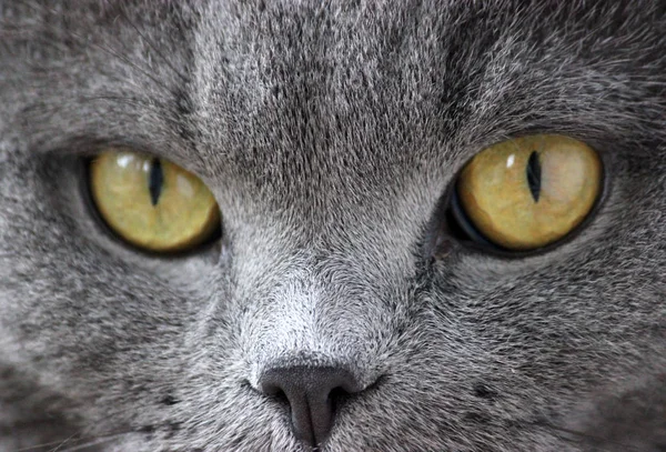 Retrato de um escocês dobra cinza bonito gato — Fotografia de Stock