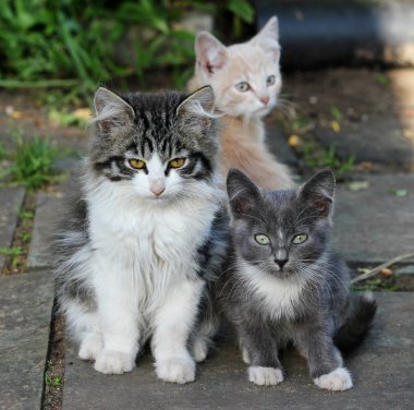 Üç sevimli kedi yavrusu, ileriye bakan genç kediler