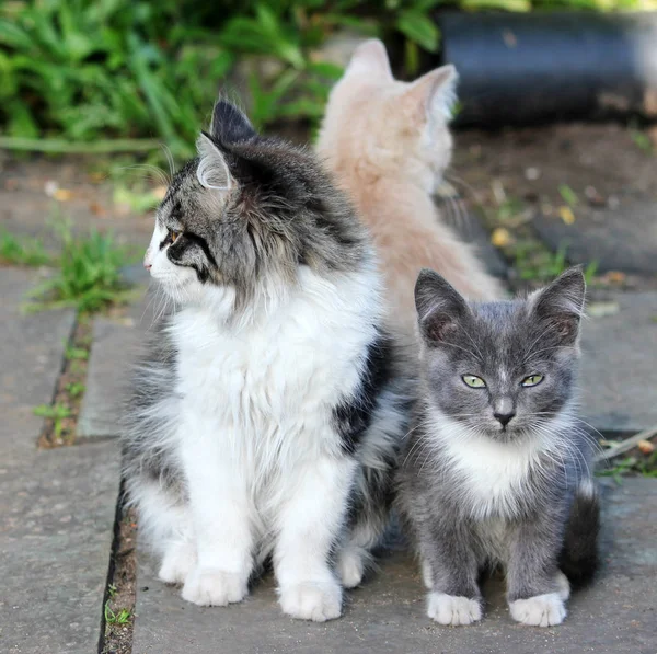 Tres gatitos lindos, gatos jóvenes mirando hacia adelante — Foto de Stock