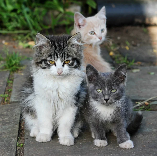 Három aranyos cica, fiatal macskák látszó előre — Stock Fotó