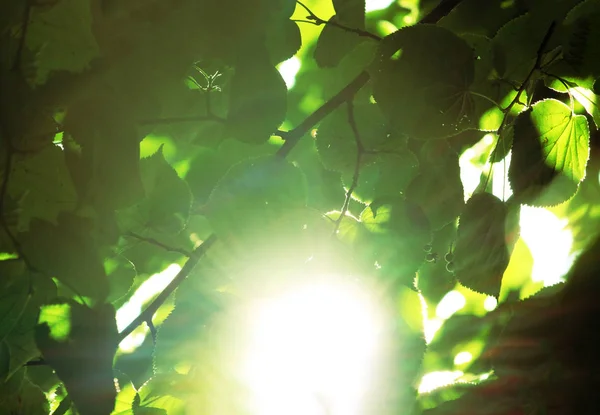 Soleil brille à travers les feuilles vertes — Photo