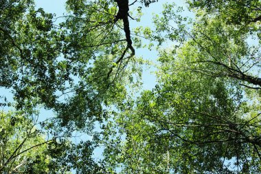 Aşağıdan görülen bazı ağaçlar 