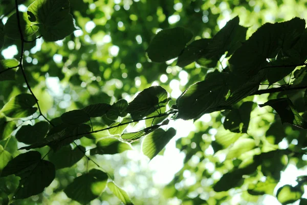 Soleil brille à travers les feuilles vertes — Photo