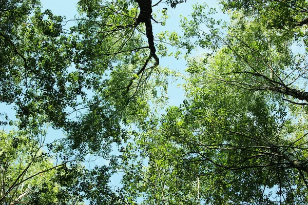 Some trees seen from below — Stock Photo, Image