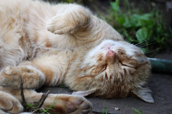 Retrato de um bonito gengibre gato macro — Fotografia de Stock