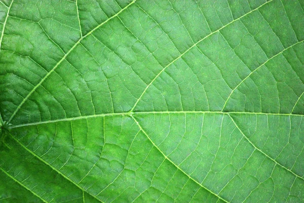 Textura de uma folha verde mostrando células e veias — Fotografia de Stock