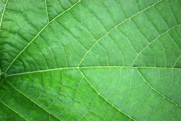 Texture of a green leaf showing cells and veins Royalty Free Stock Photos