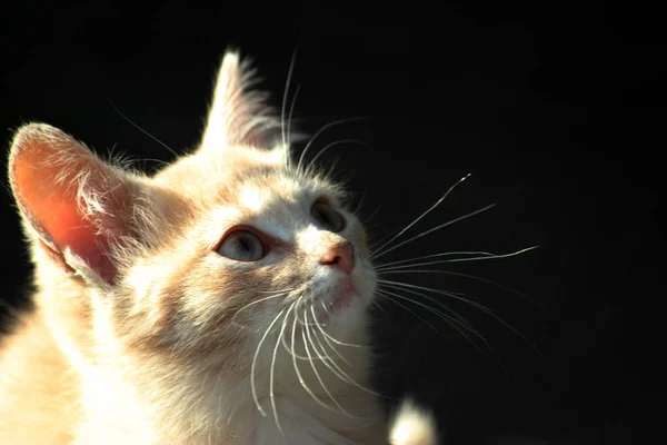 Gatinho vermelho bonito, jovem gato olhando — Fotografia de Stock