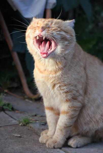 Retrato de un lindo bostezos jengibre gato macro — Foto de Stock