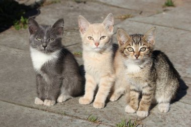 Üç çok renkli sevimli kedi yavruları, genç kediler ileriye dönük