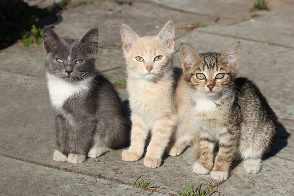 Три разноцветных милых котенка, молодые кошки смотрят вперед — стоковое фото