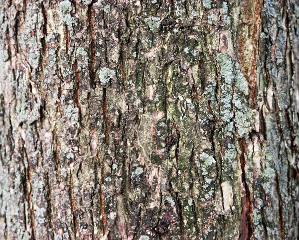 Tree bark. Life, lumber. — Stock Photo, Image