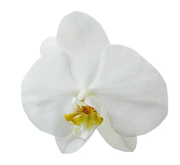 Schöne große oder weiße Orchidee isoliert — Stockfoto