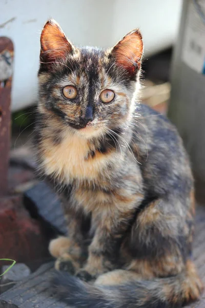 Aranyos sokszínű cica, fiatal macska látszó előre — Stock Fotó